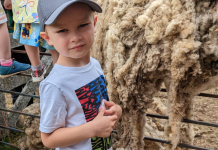 Family Fun: Sheep Shearing Day At The Museum Of Appalachia
