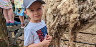 Family Fun: Sheep Shearing Day At The Museum Of Appalachia