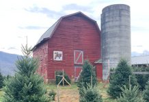 Creating Core Memories with Fraser Fir Christmas Trees NC Fir Christmas Trees