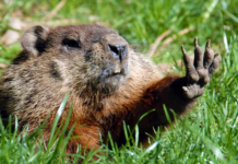 Groundhog Day: A Holiday For After The Holidays Groundhog Day: A Holiday For After The Holidays