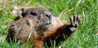 Groundhog Day: A Holiday For After The Holidays