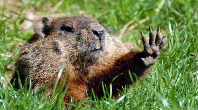 Groundhog Day: A Holiday For After The Holidays