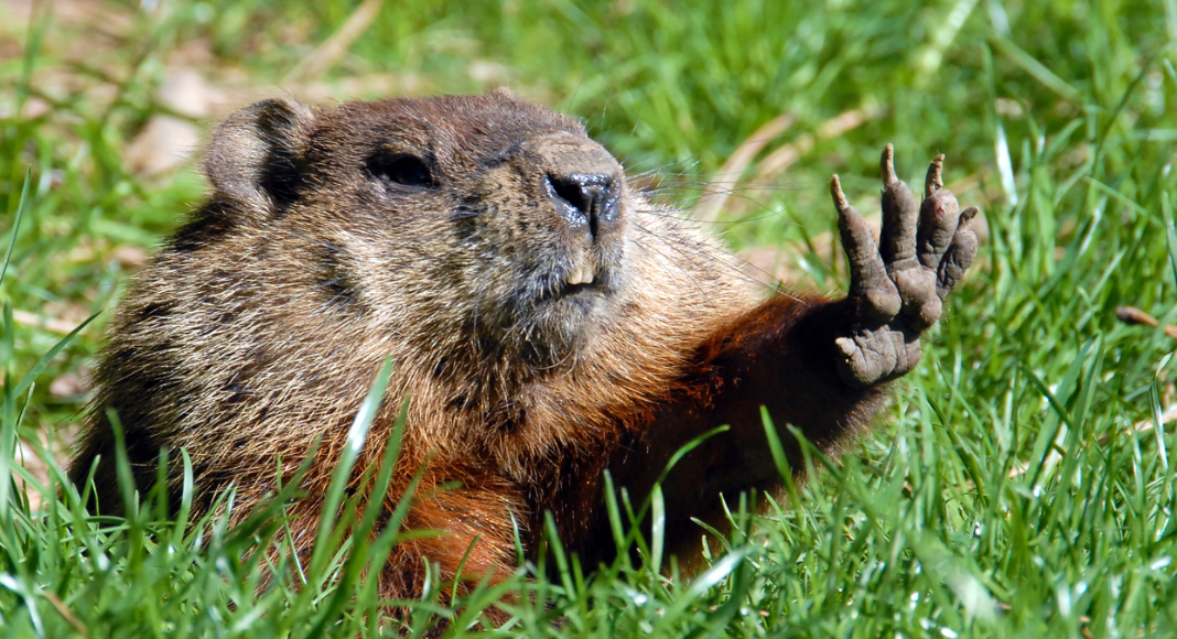 Groundhog Day: A Holiday For After The Holidays