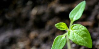 Blessed With A Black Thumb? You Can Still Garden