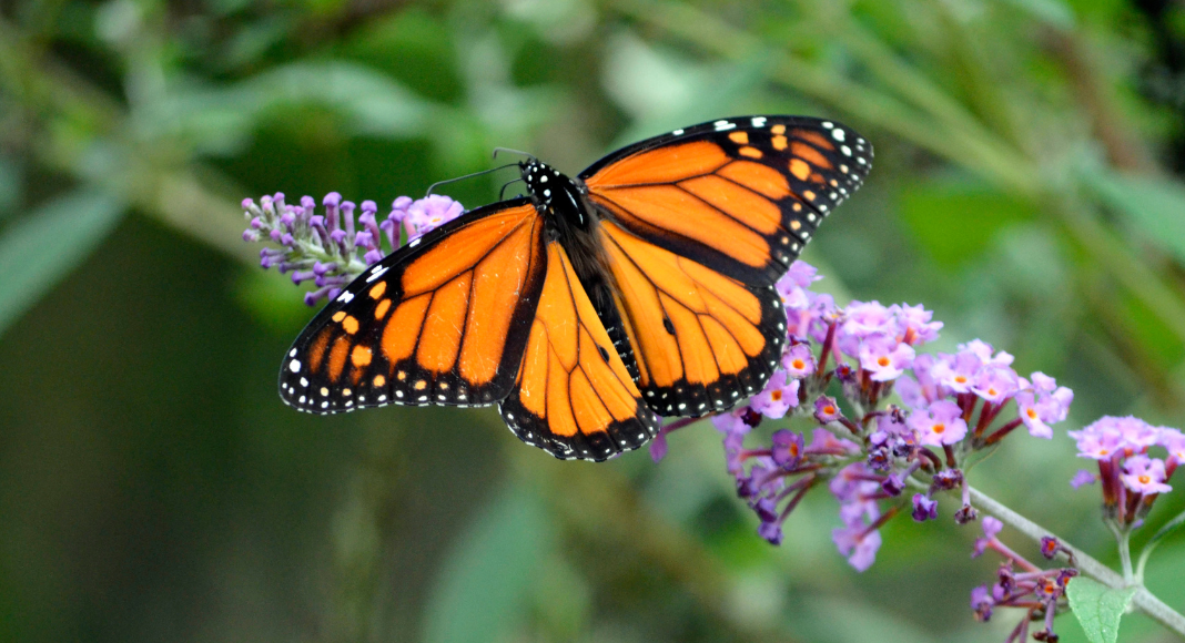 Grief Doesn't End. It Transforms