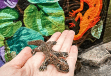 Newts In Knoxville: Downtown’s Newt-est Scavenger Hunt Knoxville-Newt-Hunt