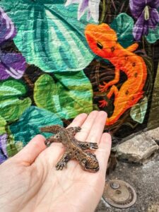 Newts In Knoxville: Downtown's Newt-est Scavenger Hunt
