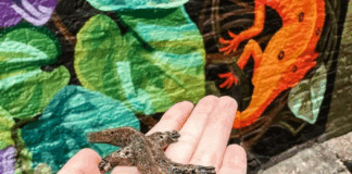 Knoxville-Newt-Hunt