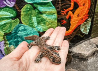 Knoxville-Newt-Hunt