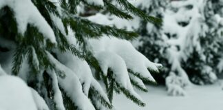 When Christmas Comes With Grief