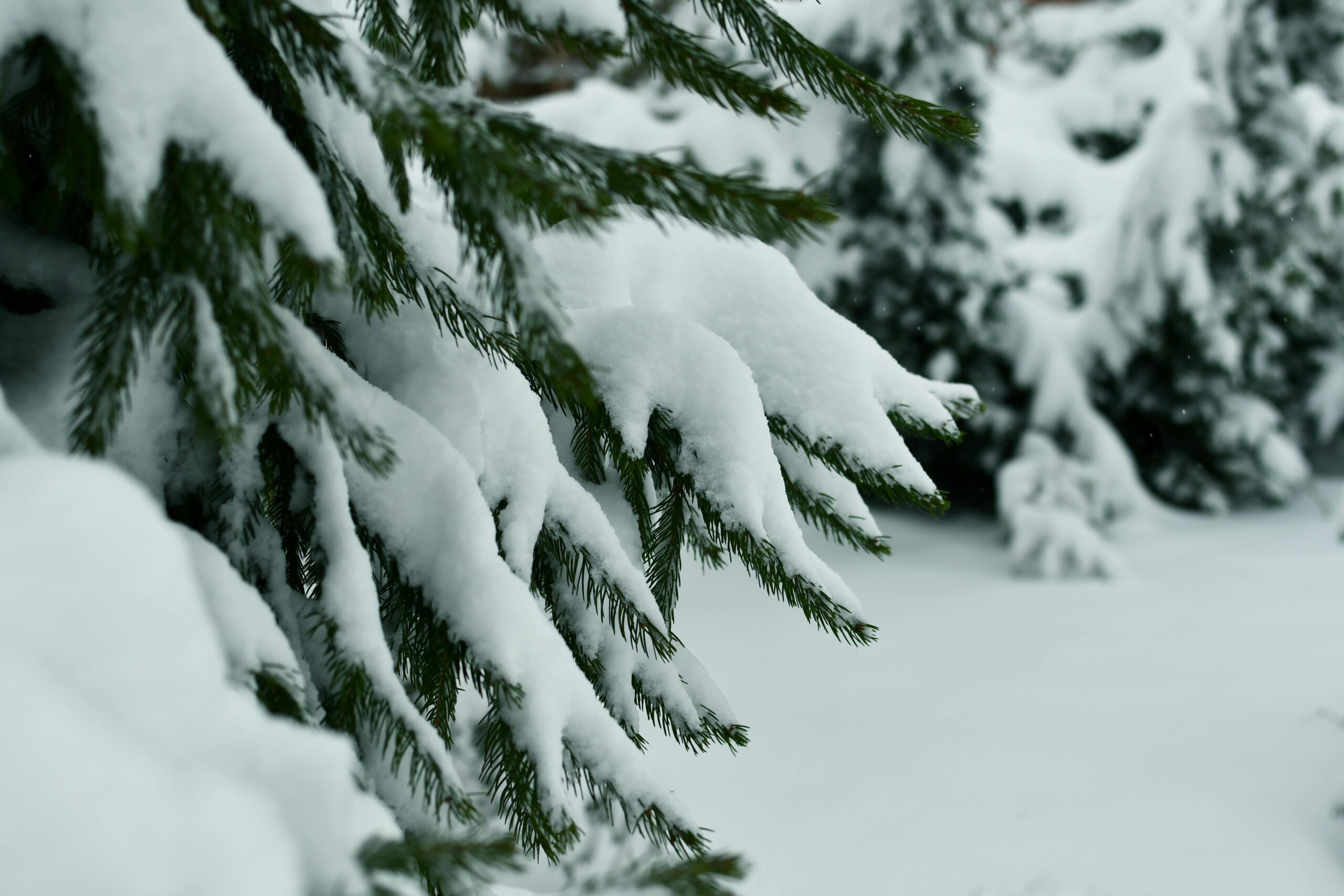 When Christmas Comes With Grief