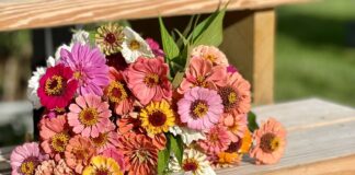 Growing Flowers To Cut And Arrange All Summer
