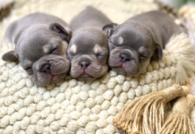 Raising America's Number One Dog
