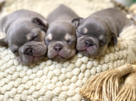 Raising America's Number One Dog