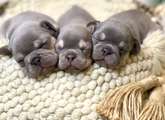 Raising America's Number One Dog