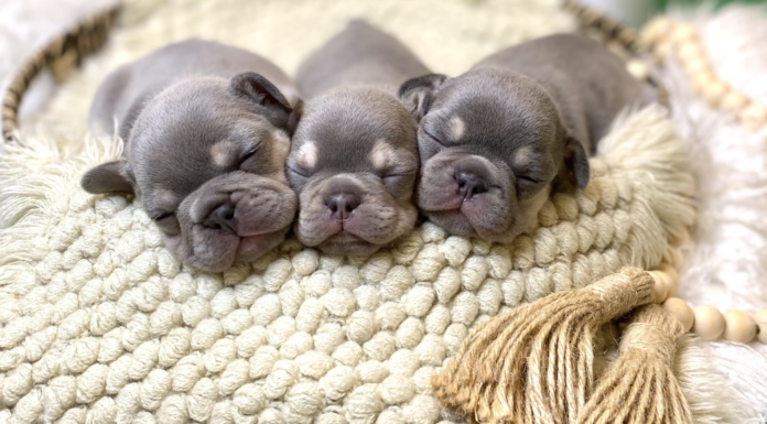 Raising America's Number One Dog